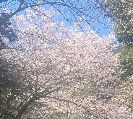 金比羅山の写真・動画_image_1568686