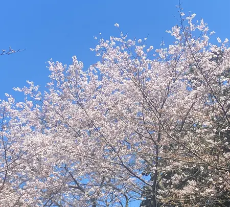 金比羅山の写真・動画_image_1568695