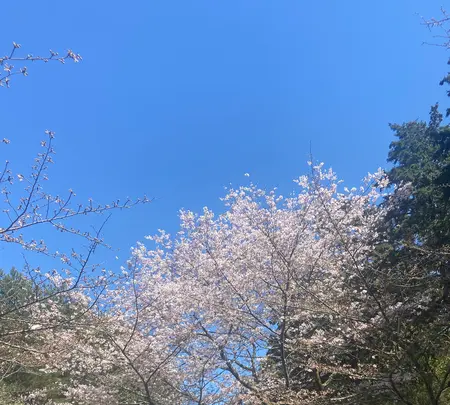 金比羅山の写真・動画_image_1568696