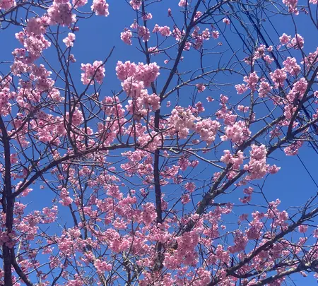 金比羅山の写真・動画_image_1568697