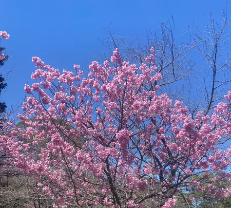 金比羅山の写真・動画_image_1568698