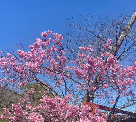 金比羅山の写真・動画_image_1568699