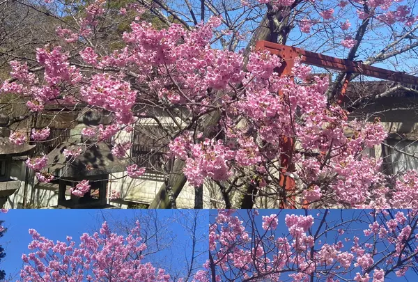 金比羅山の写真・動画_image_1568700