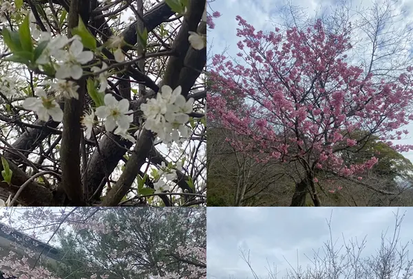 金比羅山の写真・動画_image_1568711