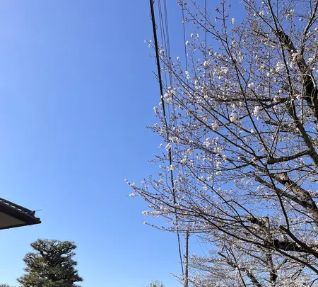 哲学の道の写真・動画_image_1571746