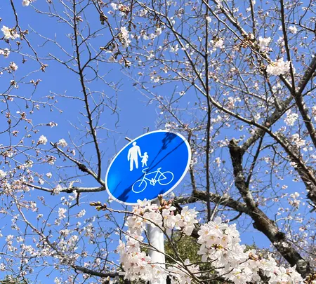 哲学の道の写真・動画_image_1571747