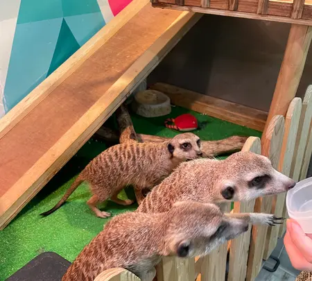 アニマルルームいけもふの写真・動画_image_1572475