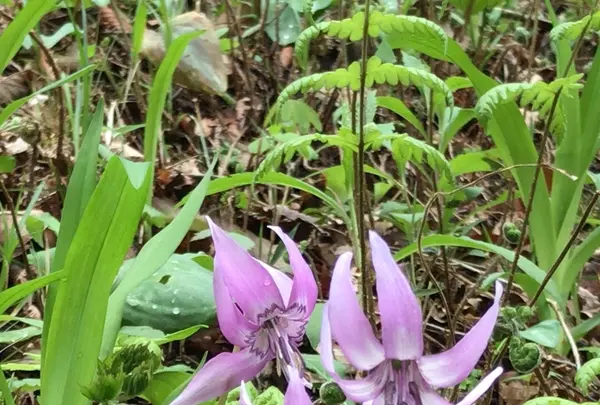 泉自然公園の写真・動画_image_1577247