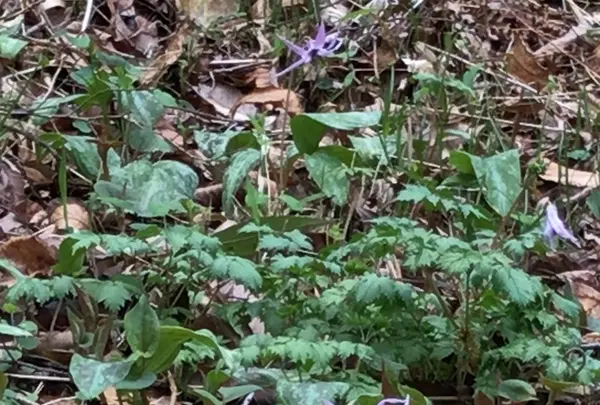 泉自然公園の写真・動画_image_1577248