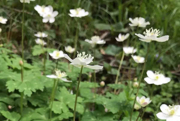 泉自然公園の写真・動画_image_1577249