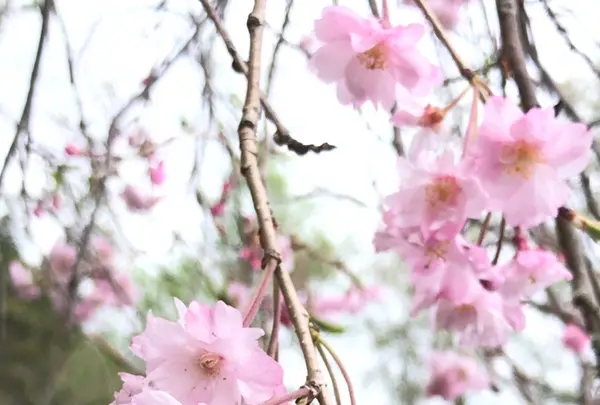 泉自然公園の写真・動画_image_1577250