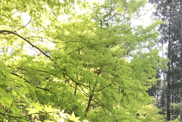 泉自然公園の写真・動画_image_1577253