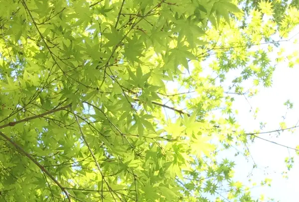 泉自然公園の写真・動画_image_1577254