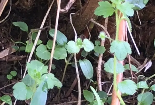 泉自然公園の写真・動画_image_1577256