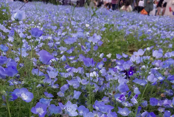 舎人公園の写真・動画_image_1588372
