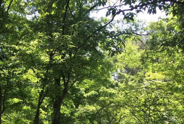 二の丸庭園の写真・動画_image_1591690