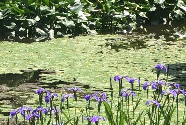 二の丸庭園の写真・動画_image_1591695