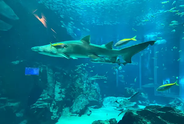 マリンワールド海の中道の写真・動画_image_1591823