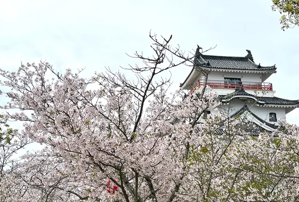 唐津城の写真・動画_image_1591837