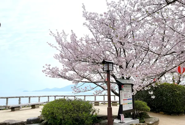 唐津城の写真・動画_image_1591838