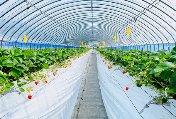 太陽社の写真・動画_image_1591868