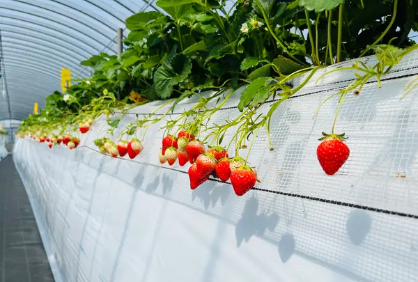 太陽社の写真・動画_image_1591869