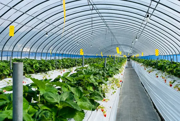 太陽社の写真・動画_image_1591872