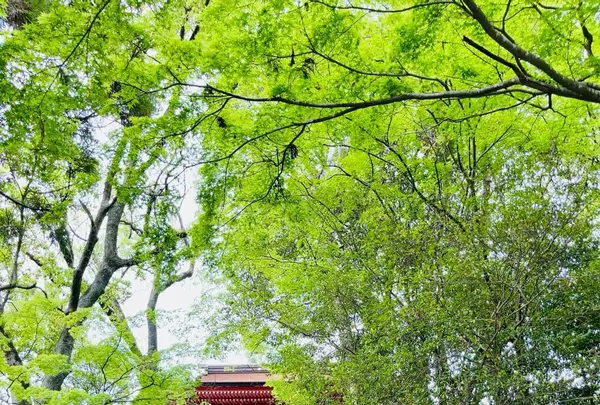 住吉神社の写真・動画_image_1596641