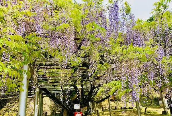 長正司公園 大藤棚の写真・動画_image_1596648