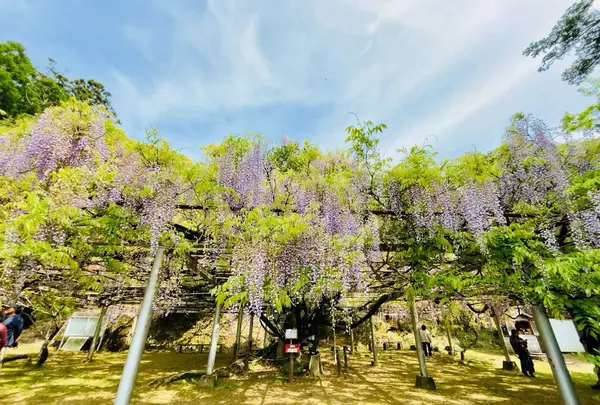 長正司公園 大藤棚の写真・動画_image_1596649