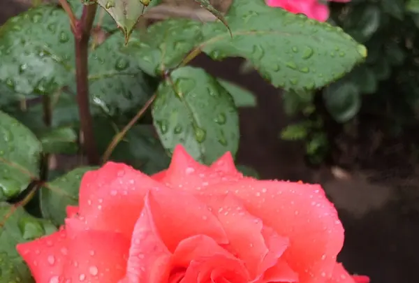 千葉市都市緑化植物園の写真・動画_image_1597205