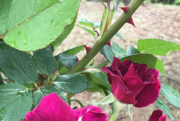 千葉市都市緑化植物園の写真・動画_image_1597206