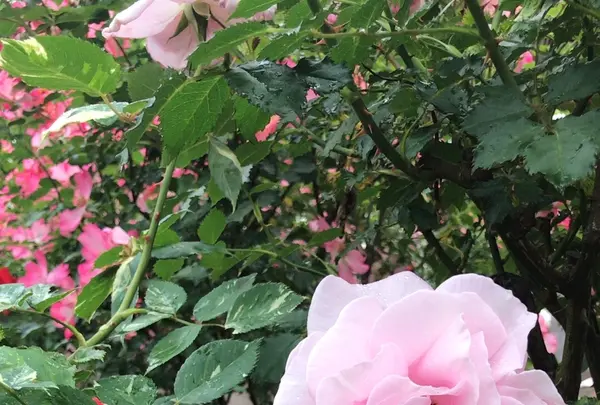 千葉市都市緑化植物園の写真・動画_image_1597207