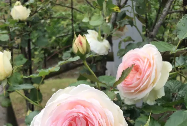 千葉市都市緑化植物園の写真・動画_image_1597208