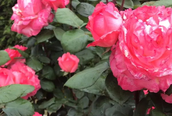 千葉市都市緑化植物園の写真・動画_image_1597209