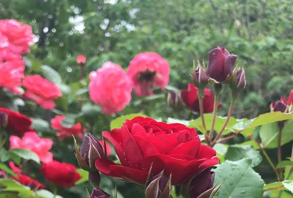 千葉市都市緑化植物園の写真・動画_image_1597210