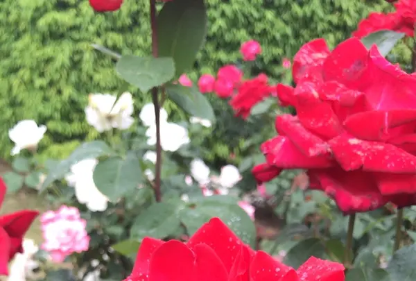 千葉市都市緑化植物園の写真・動画_image_1597211