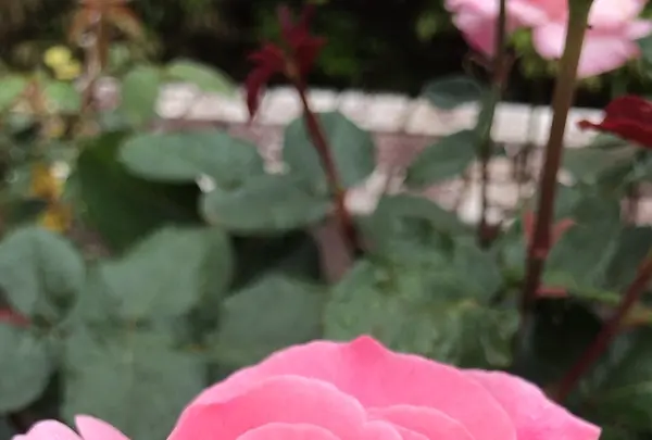 千葉市都市緑化植物園の写真・動画_image_1597212