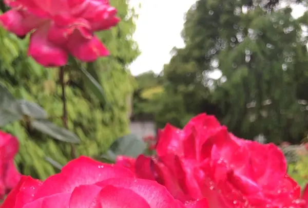 千葉市都市緑化植物園の写真・動画_image_1597213