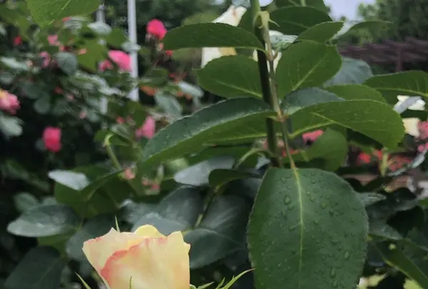 千葉市都市緑化植物園の写真・動画_image_1597215