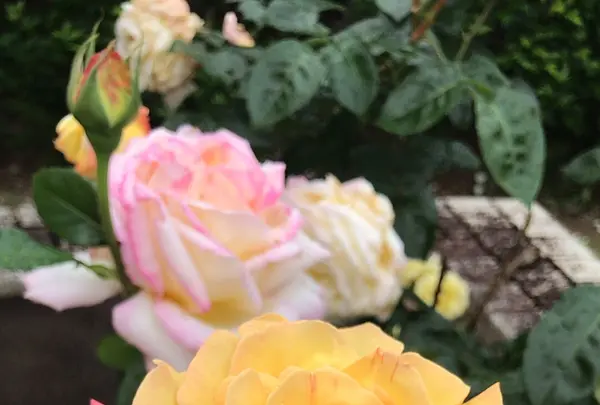 千葉市都市緑化植物園の写真・動画_image_1597216