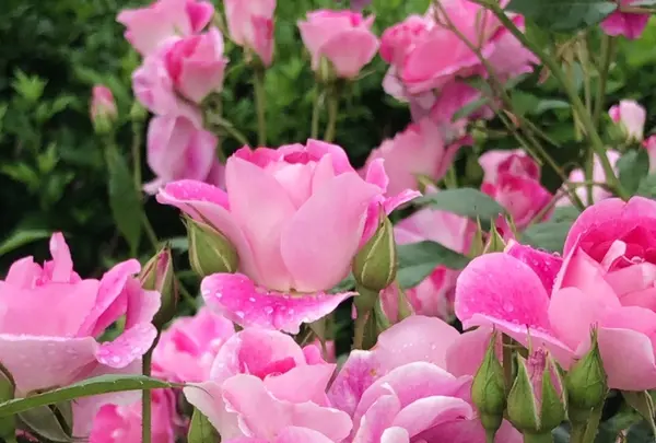 千葉市都市緑化植物園の写真・動画_image_1597217