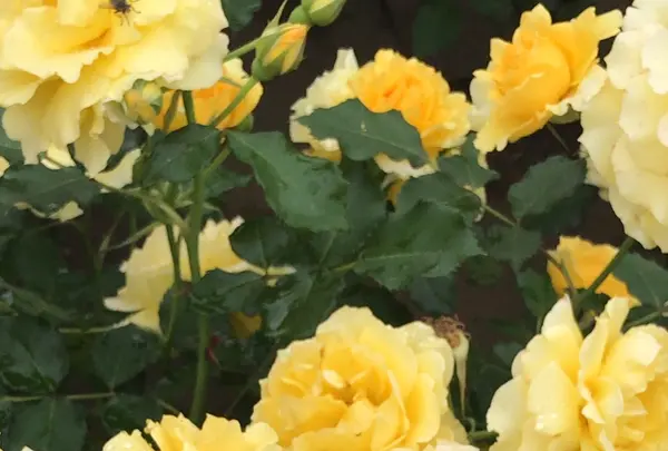 千葉市都市緑化植物園の写真・動画_image_1597218