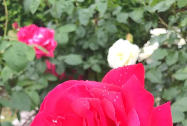 千葉市都市緑化植物園の写真・動画_image_1597219