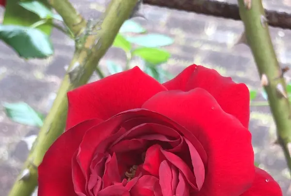 千葉市都市緑化植物園の写真・動画_image_1597220