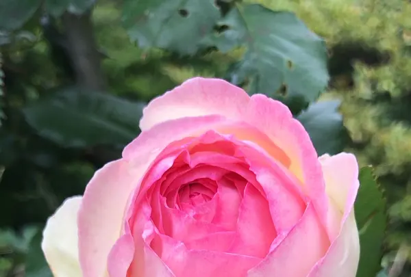 千葉市都市緑化植物園の写真・動画_image_1597221