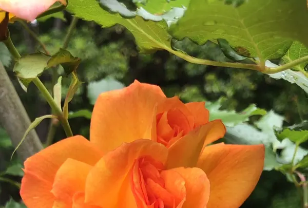 千葉市都市緑化植物園の写真・動画_image_1597222