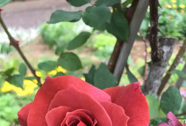 千葉市都市緑化植物園の写真・動画_image_1597223