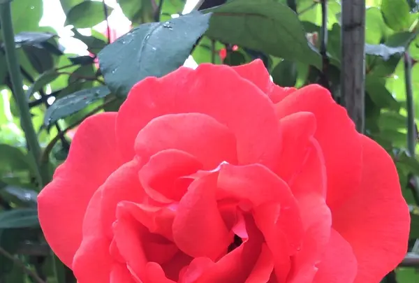 千葉市都市緑化植物園の写真・動画_image_1597224