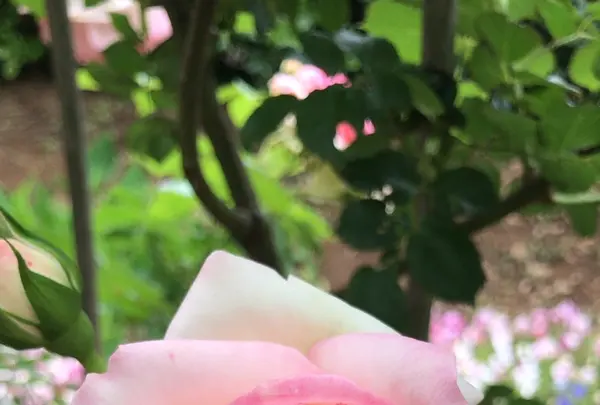 千葉市都市緑化植物園の写真・動画_image_1597225